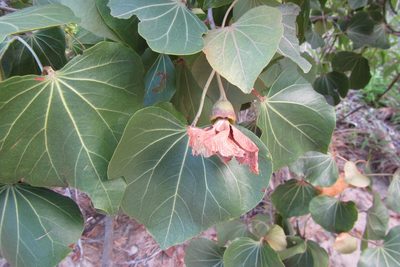 Thespesia populneoides, photographed by coenobita