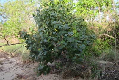 Thespesia populneoides, photographed by coenobita