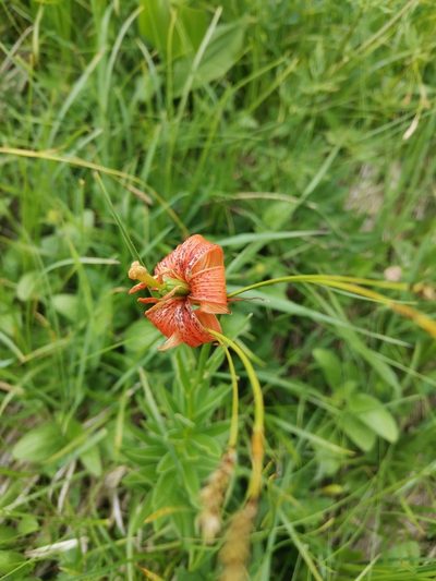 Lilium carniolicum, photographed by Ljaž