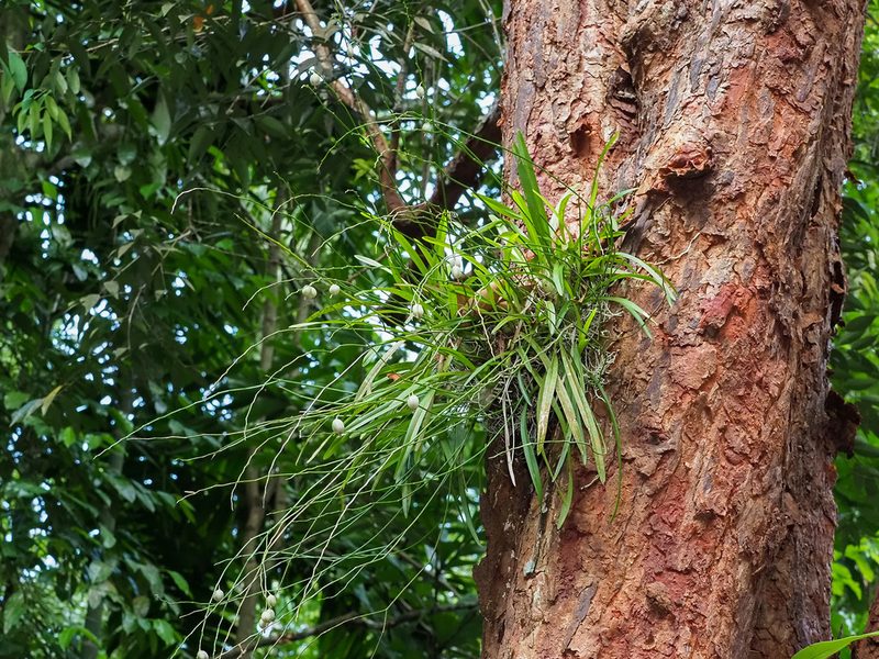 Acriopsis liliifolia, photographed by Cheongweei Gan