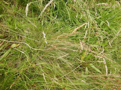 Festuca ovina, photographed by pete_gateley