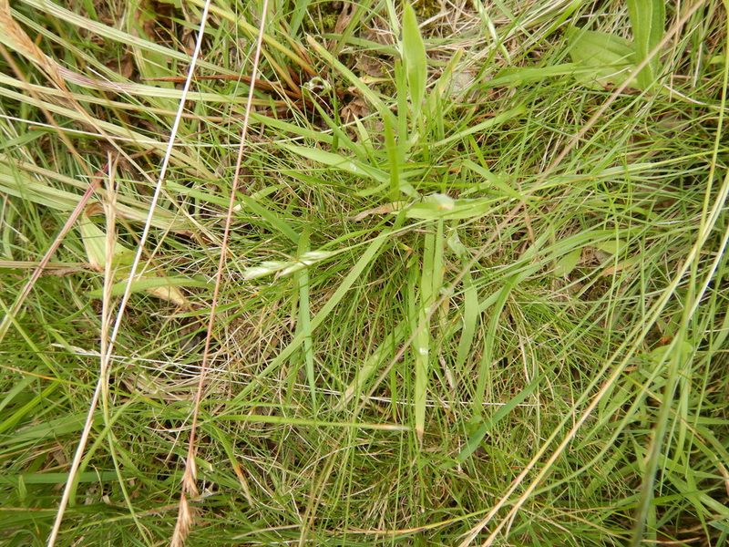 Danthonia decumbens, photographed by pete_gateley