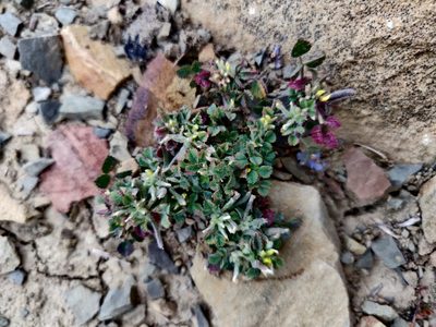 Medicago monspeliaca, photographed by Tatiana Gavrilova