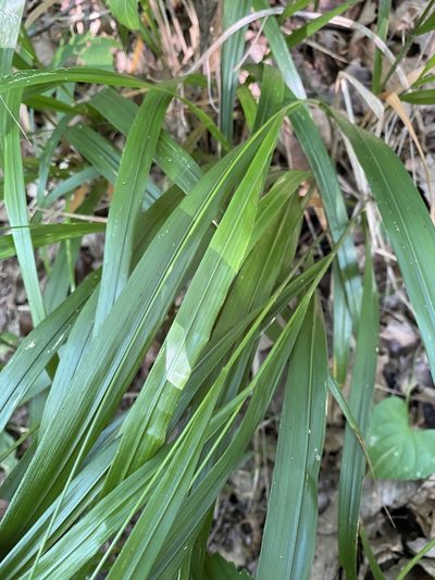 Diarrhena americana, photographed by Asher P Higgins