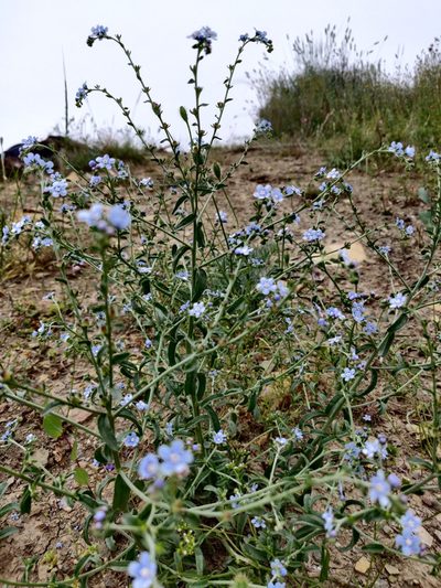 Lappula barbata, photographed by Tatiana Gavrilova
