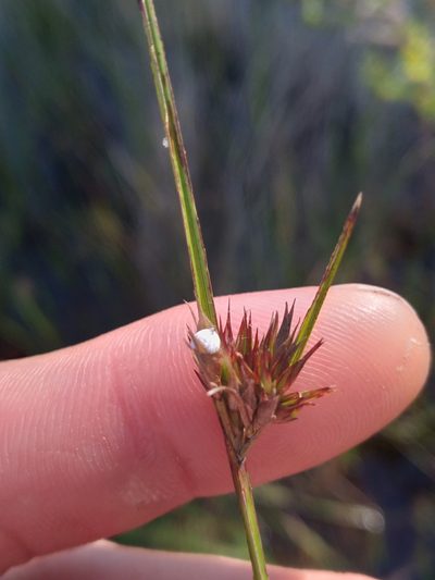 Scleria baldwinii, photographed by Scott Ward