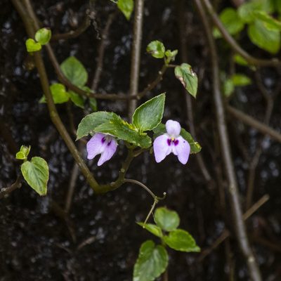 Impatiens elegans, photographed by Paulmathi Vinod