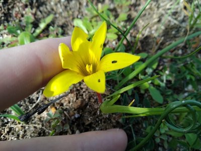 Romulea flava, photographed by De Waal Hugo