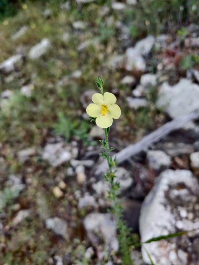 Verbascum orientale, photographed by Tatiana Gavrilova