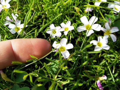 Oxalis pusilla, photographed by De Waal Hugo