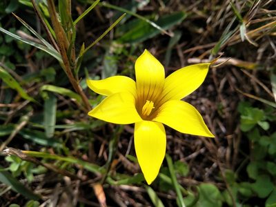 Romulea flava, photographed by De Waal Hugo