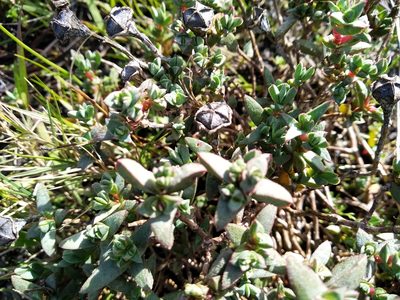 Lampranthus glaucus, photographed by De Waal Hugo