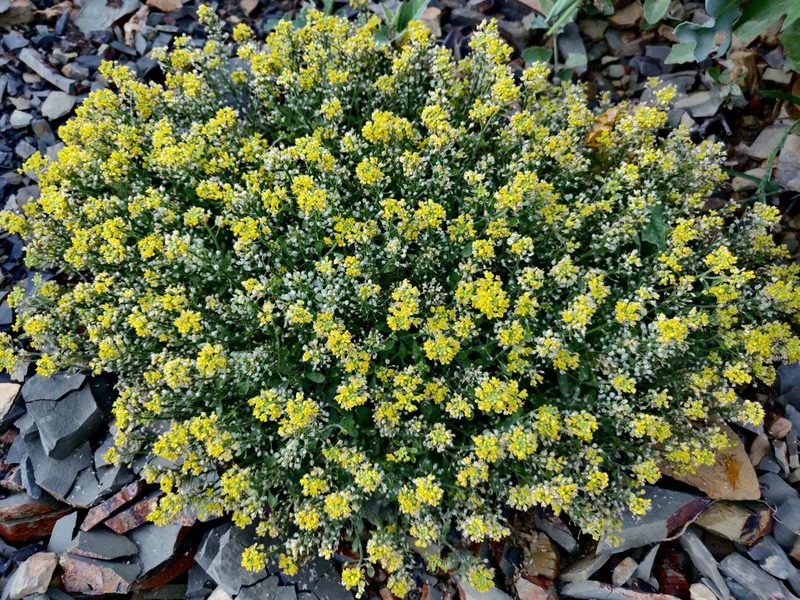 Odontarrhena obtusifolia, photographed by Tatiana Gavrilova