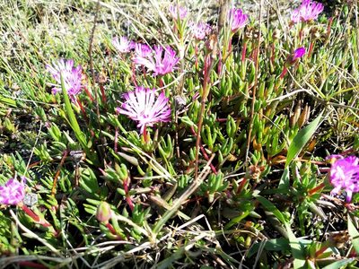 Lampranthus filicaulis, photographed by De Waal Hugo
