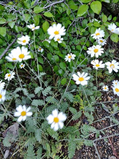 Tanacetum poteriifolium, photographed by Tatiana Gavrilova