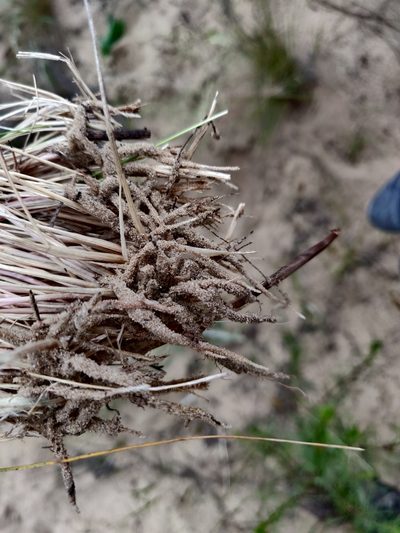 Festuca beckeri, photographed by Tatiana Gavrilova