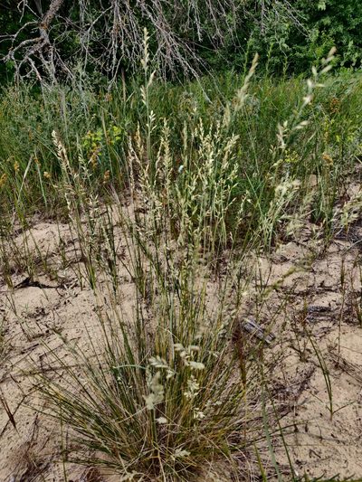 Festuca beckeri, photographed by Tatiana Gavrilova