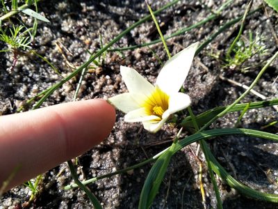 Romulea flava, photographed by De Waal Hugo