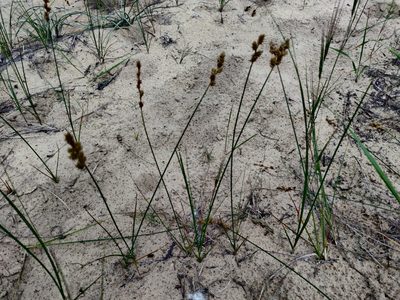 Carex colchica, photographed by Tatiana Gavrilova