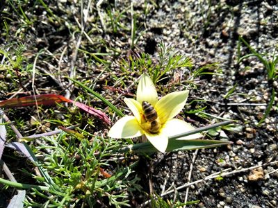 Romulea flava, photographed by De Waal Hugo