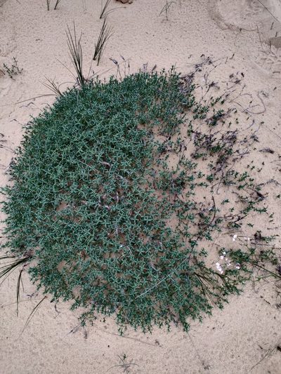 Dianthus squarrosus, photographed by Tatiana Gavrilova
