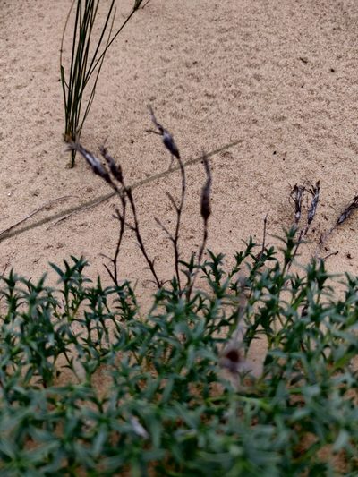Dianthus squarrosus, photographed by Tatiana Gavrilova