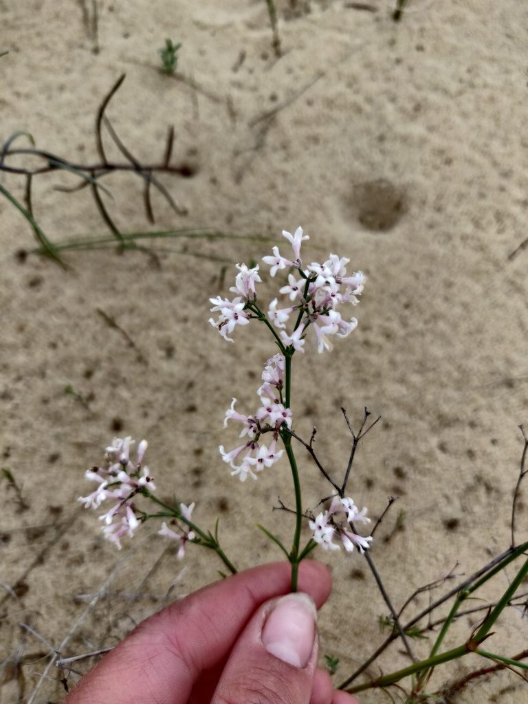 Cynanchica graveolens, photographed by Tatiana Gavrilova