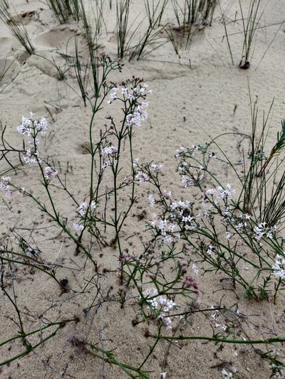 Cynanchica graveolens, photographed by Tatiana Gavrilova