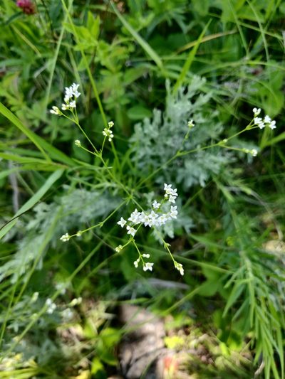 Galium octonarium, photographed by Tatiana Gavrilova