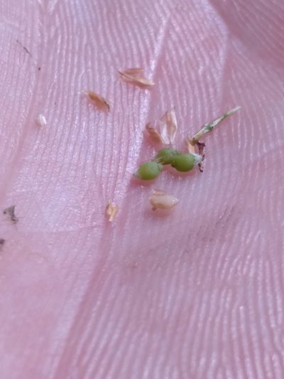 Rhynchospora galeana, photographed by Scott Ward