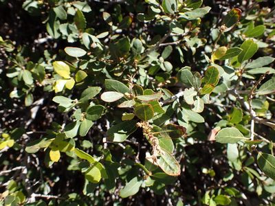 Quercus vacciniifolia, photographed by John Brew