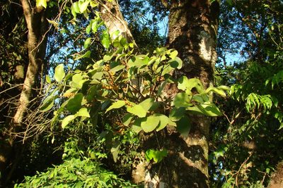 Phoradendron piperoides, photographed by Lucas Kaminski