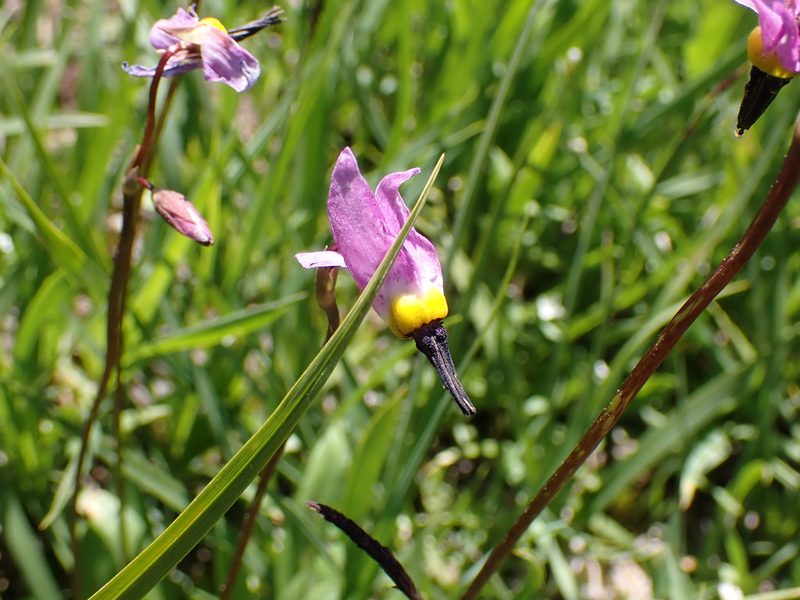 Primula tetrandra, photographed by John Brew