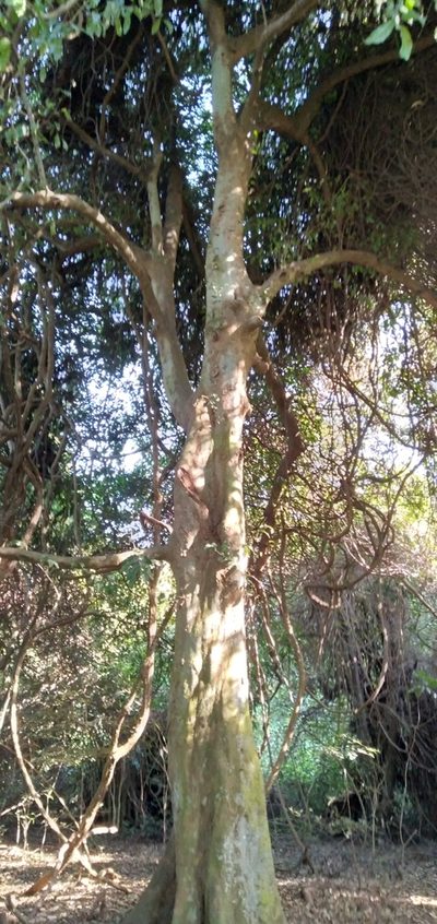 Celtis mildbraedii, photographed by Rosemary Harrison