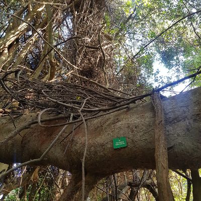 Ficus natalensis, photographed by Margaret Burger