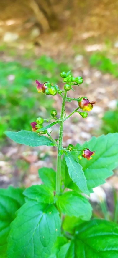 Scrophularia scopolii, photographed by Алексей Ябс