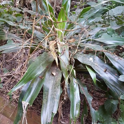 Dracaena aletriformis, photographed by Margaret Burger