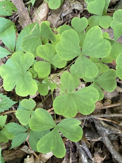 Oxalis illinoensis, photographed by Asher P Higgins