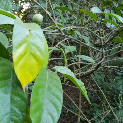 Mitriostigma axillare, photographed by Margaret Burger