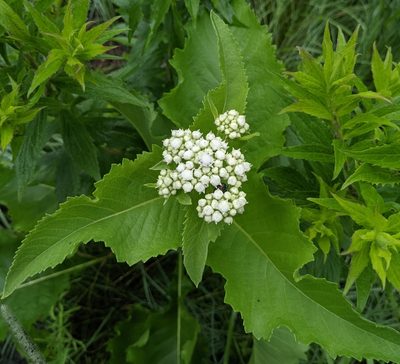 Parthenium integrifolium, photographed by Cory