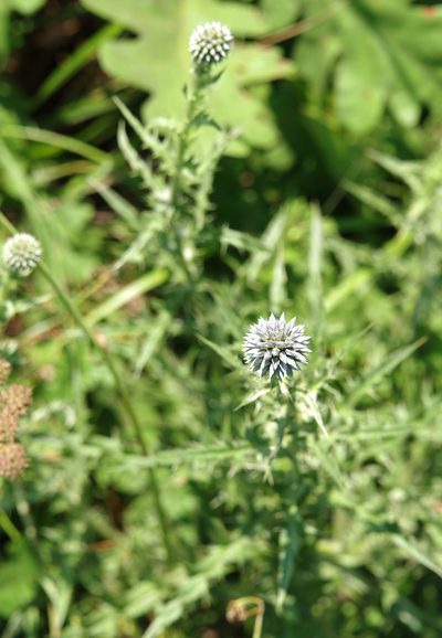 Echinops microcephalus, photographed by katunchik