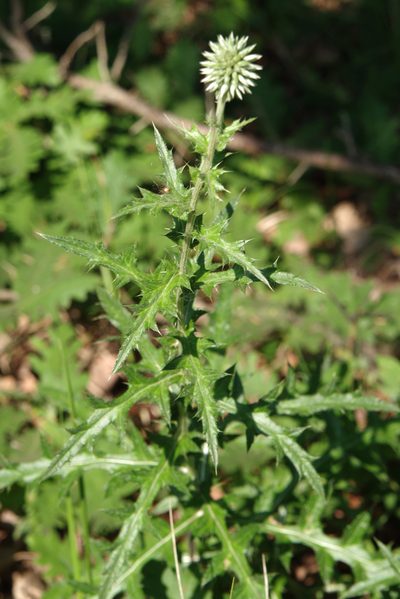 Echinops microcephalus, photographed by katunchik