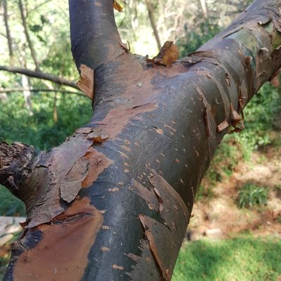 Commiphora harveyi, photographed by Margaret Burger