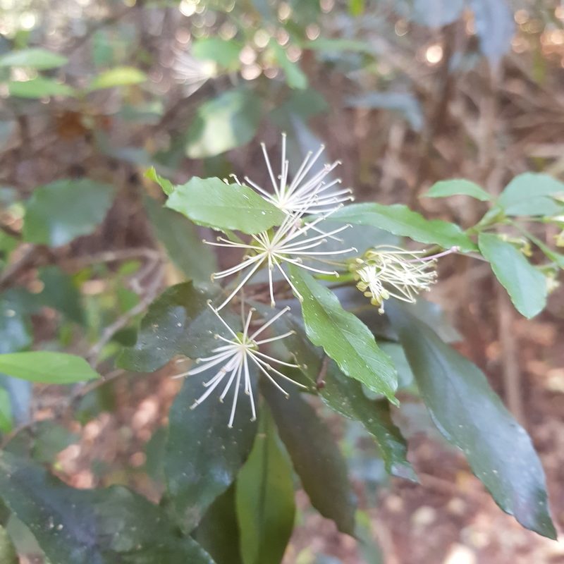 Maerua racemulosa, photographed by Margaret Burger