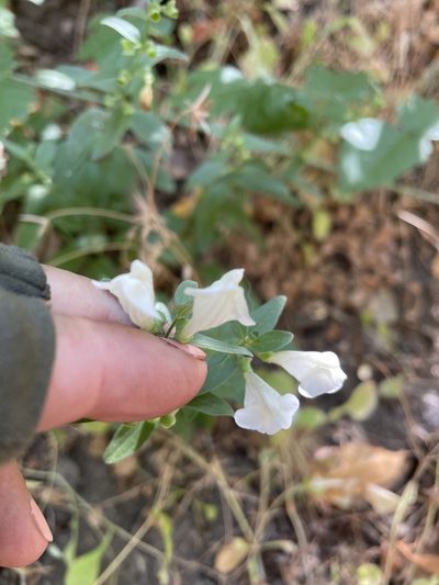 Scutellaria californica, photographed by Leah Gardner