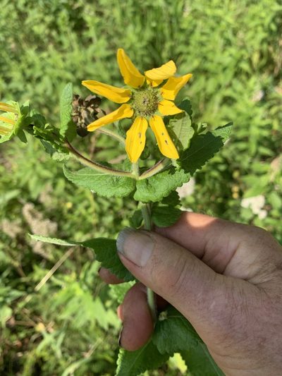 Berlandiera texana, photographed by pamelabarnabee
