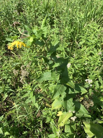 Berlandiera texana, photographed by pamelabarnabee