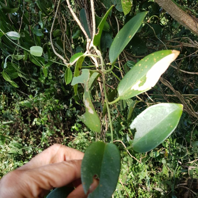 Vincetoxicum lycioides, photographed by Margaret Burger