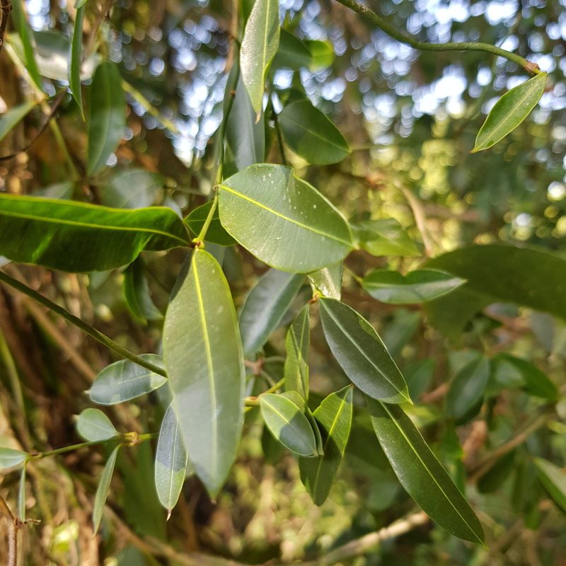 Secamone gerrardii, photographed by Margaret Burger