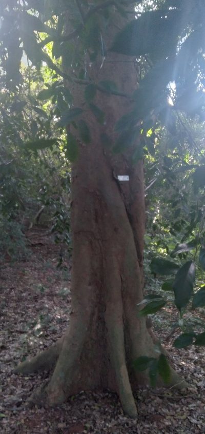Celtis mildbraedii, photographed by Rosemary Harrison